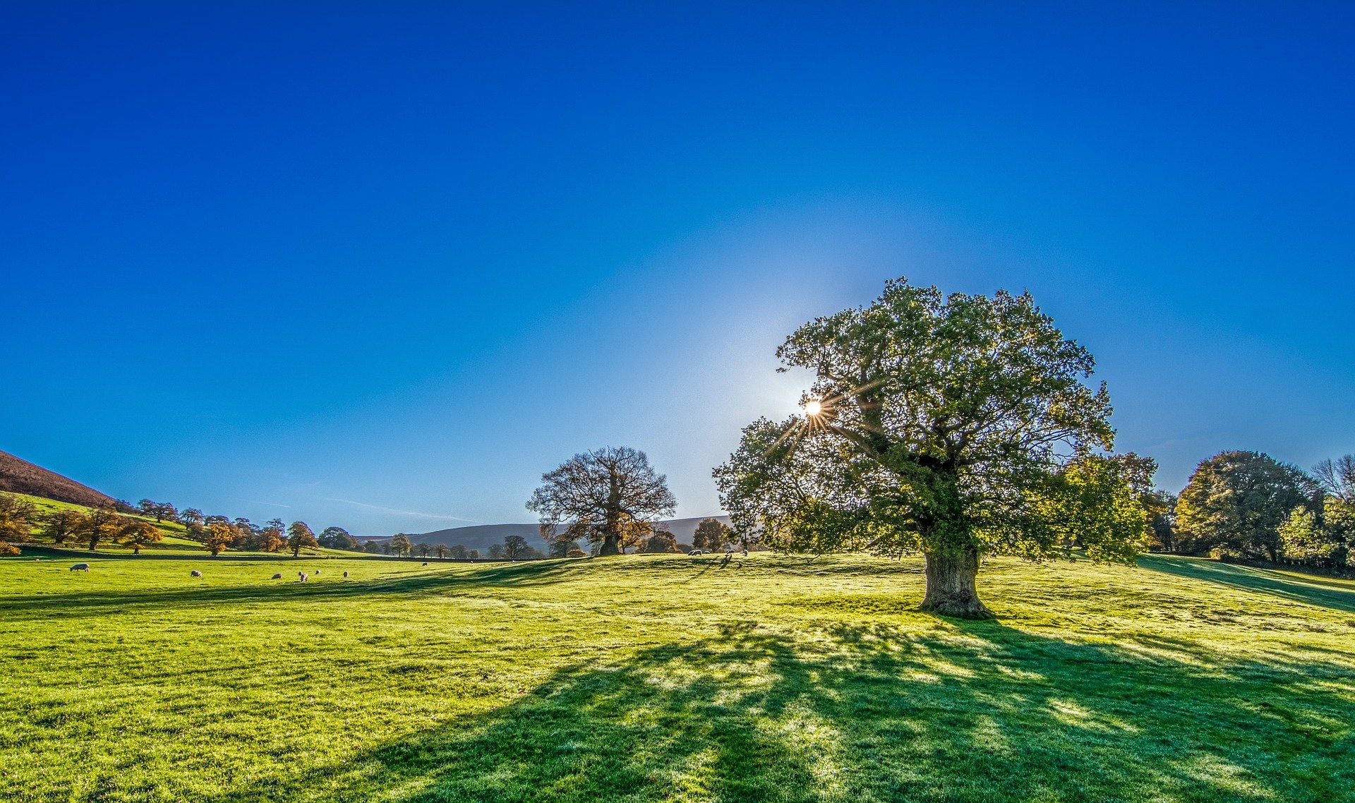 Tree 2916763 1920
